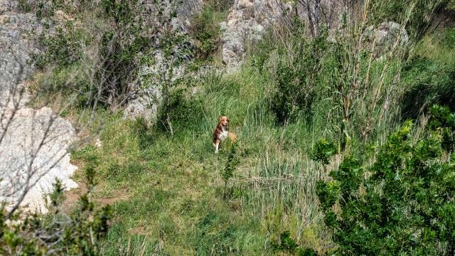 Voyager Avec Mon Chien Grimaud Golfe St Tropez 9 1