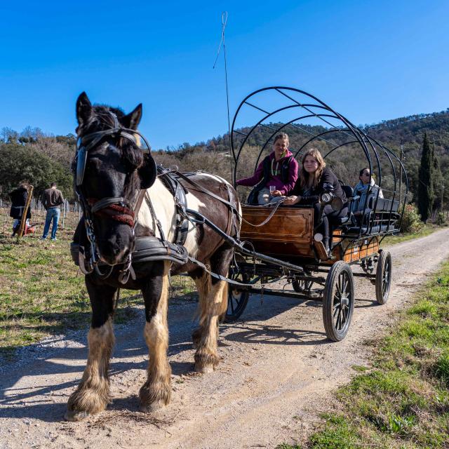 Balade Cheval Grimaud 7