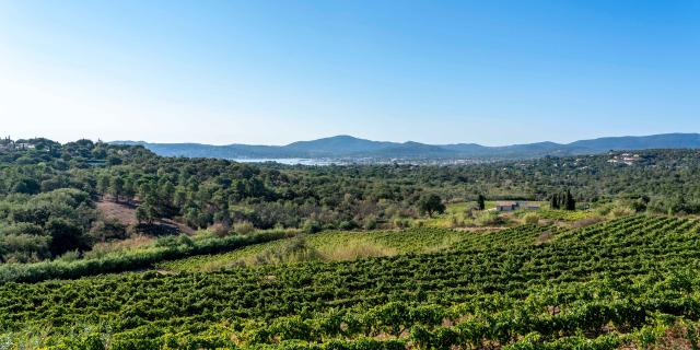 Vignoble Provence Grimaud Var 32