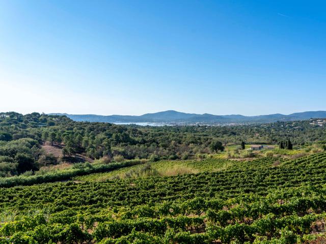 Vignoble Provence Grimaud Var 32