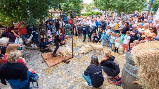 Foire De La Laine Grimaud Provence 26