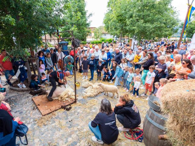 Foire De La Laine Grimaud Provence 26