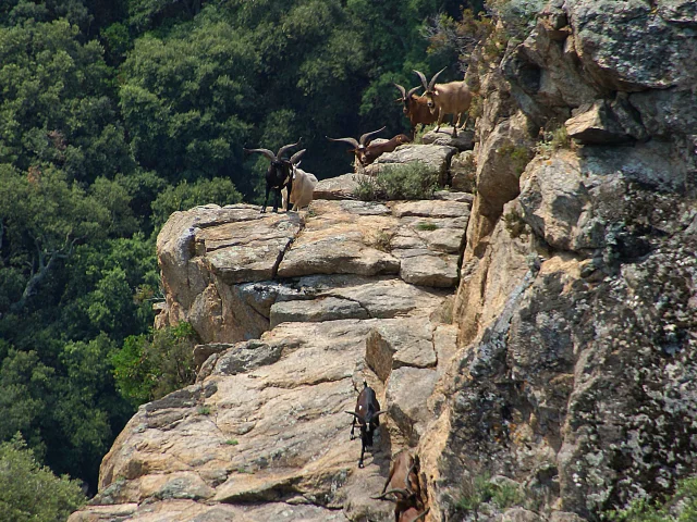 Chevres Ferales Milieux Naturels Fragiles