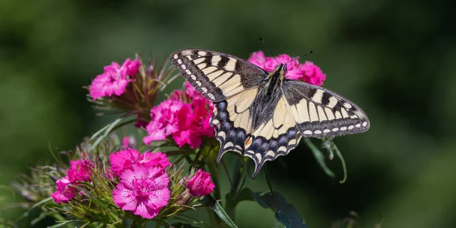 Machaon Milieux Naturels Fragiles