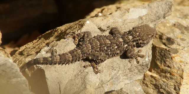 Tarente Mauretanie Milieux Naturels Fragiles