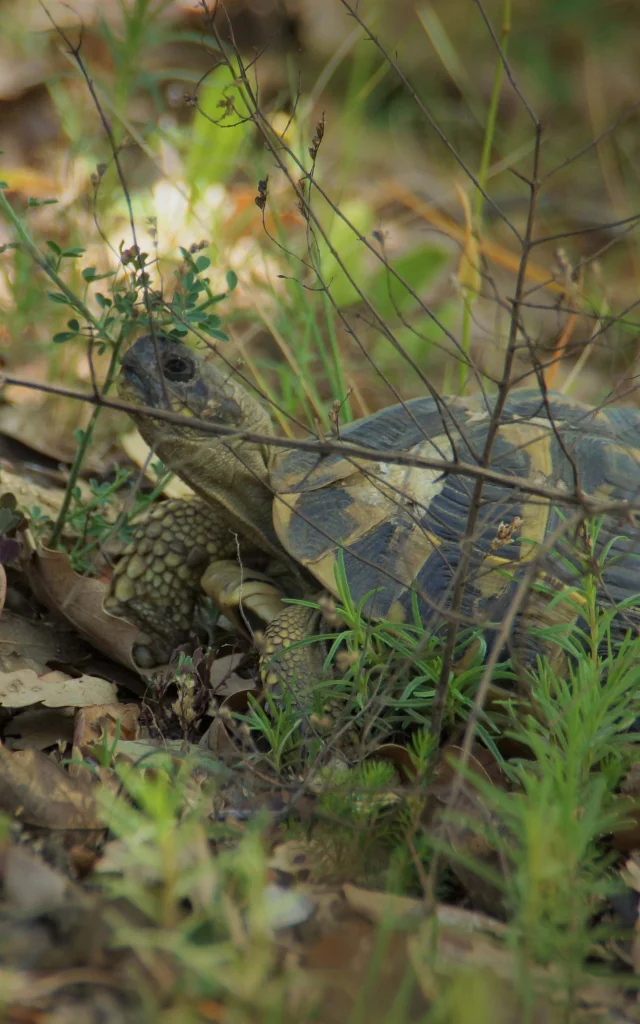 Tortue Hermann Massif Des Maures 6