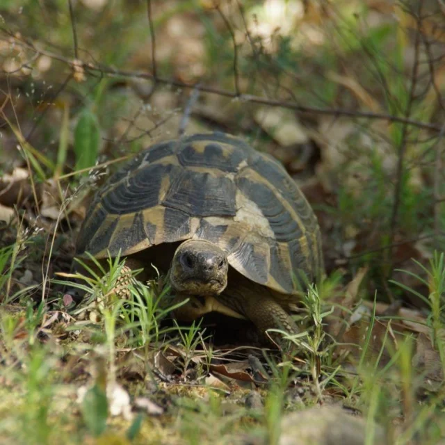 Tortue Hermann Massif Des Maures 7