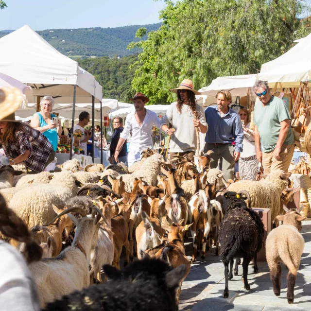 Foire De La Laine Grimaud Provence 27