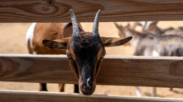 Ferme Ranch De La Mene Grimaud 6