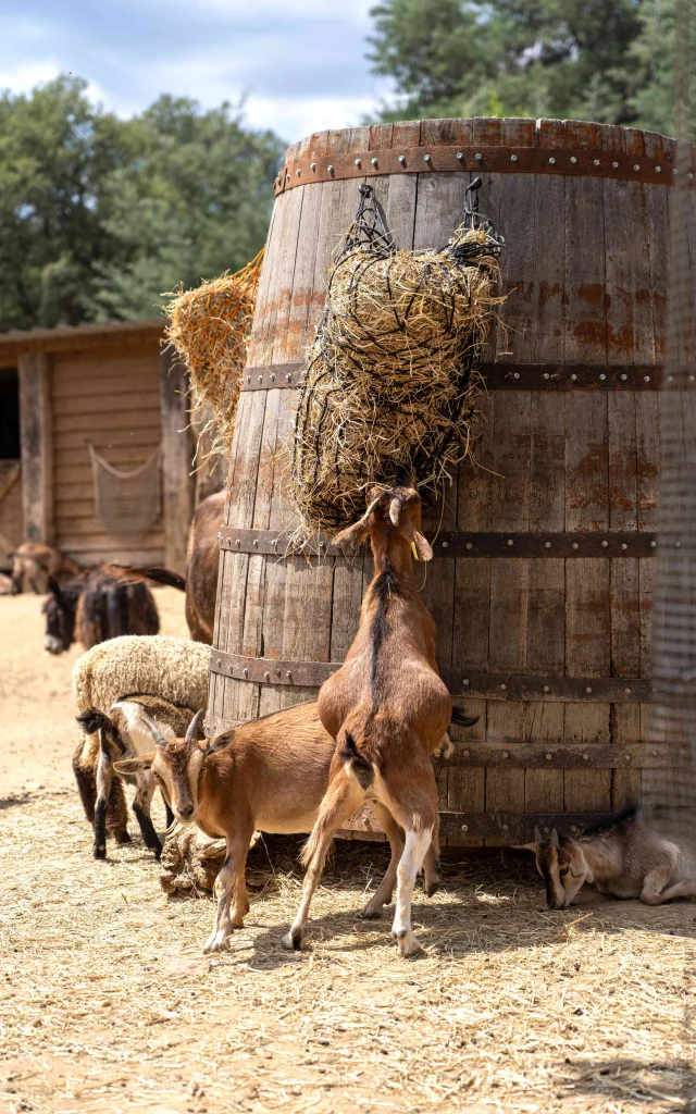 Ferme Ranch De La Mene Grimaud 7