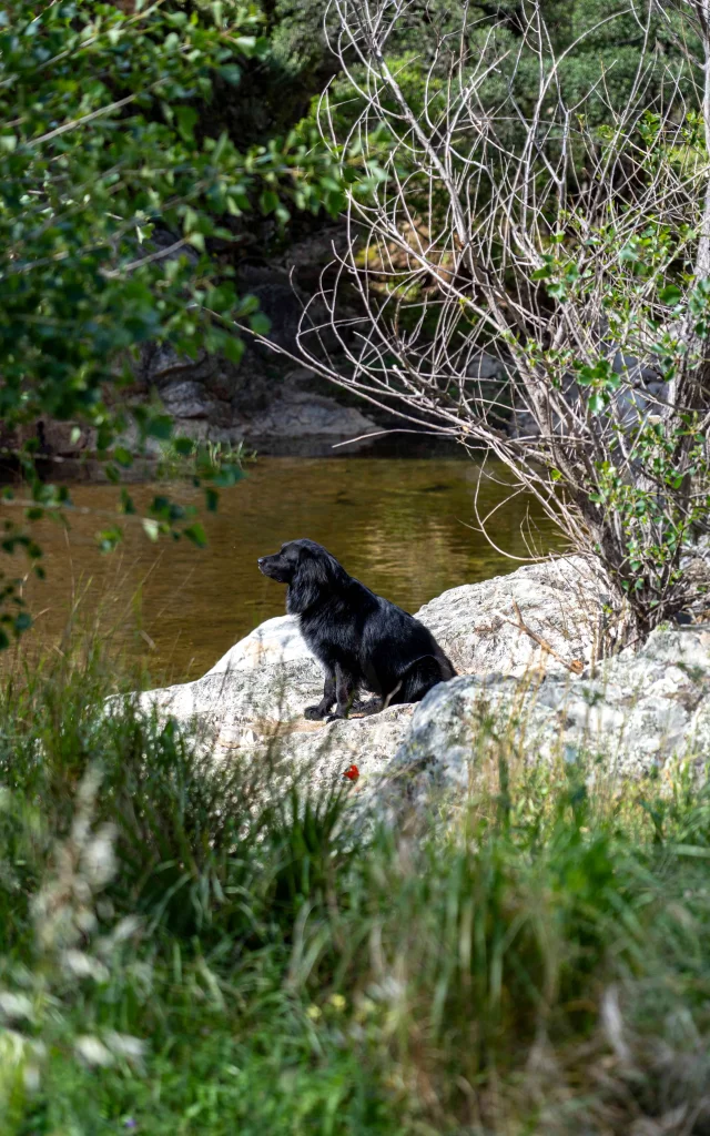 Voyager Avec Mon Chien Grimaud Golfe St Tropez 33