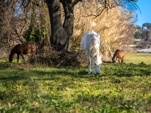 Balade Cheval Grimaud 8