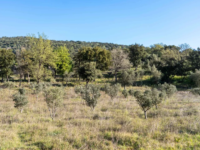 Massif Des Maures Grimaud Var Provence 46