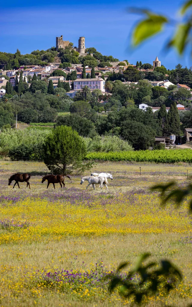 Massif Des Maures Grimaud Var Provence 49