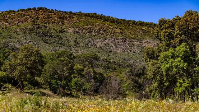 Massif Des Maures Grimaud Var Provence 50