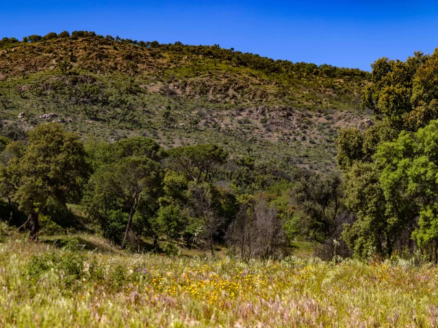 Massif Des Maures Grimaud Var Provence 50