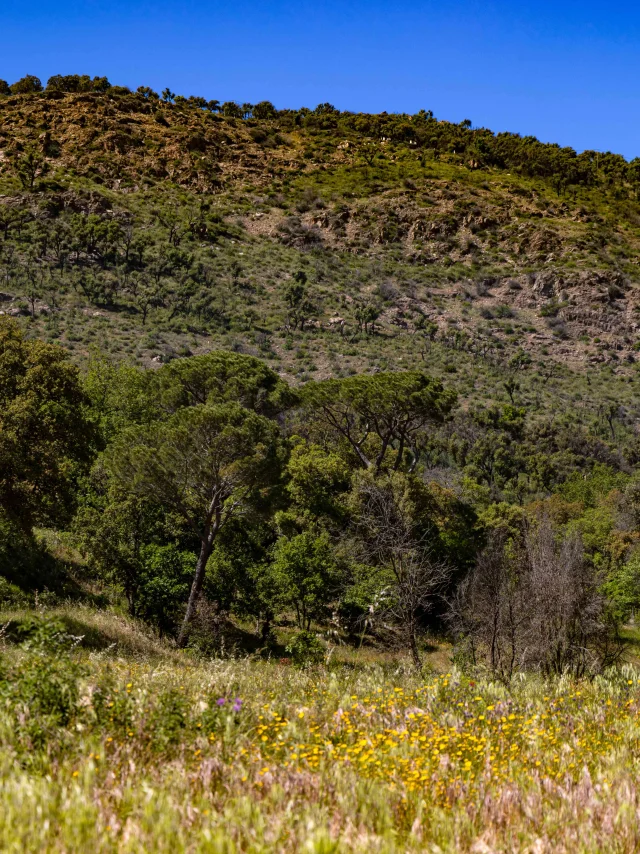 Massif Des Maures Grimaud Var Provence 50