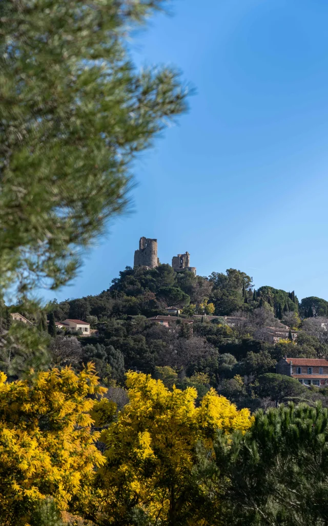 Mimosa Provence Grimaud Var 20