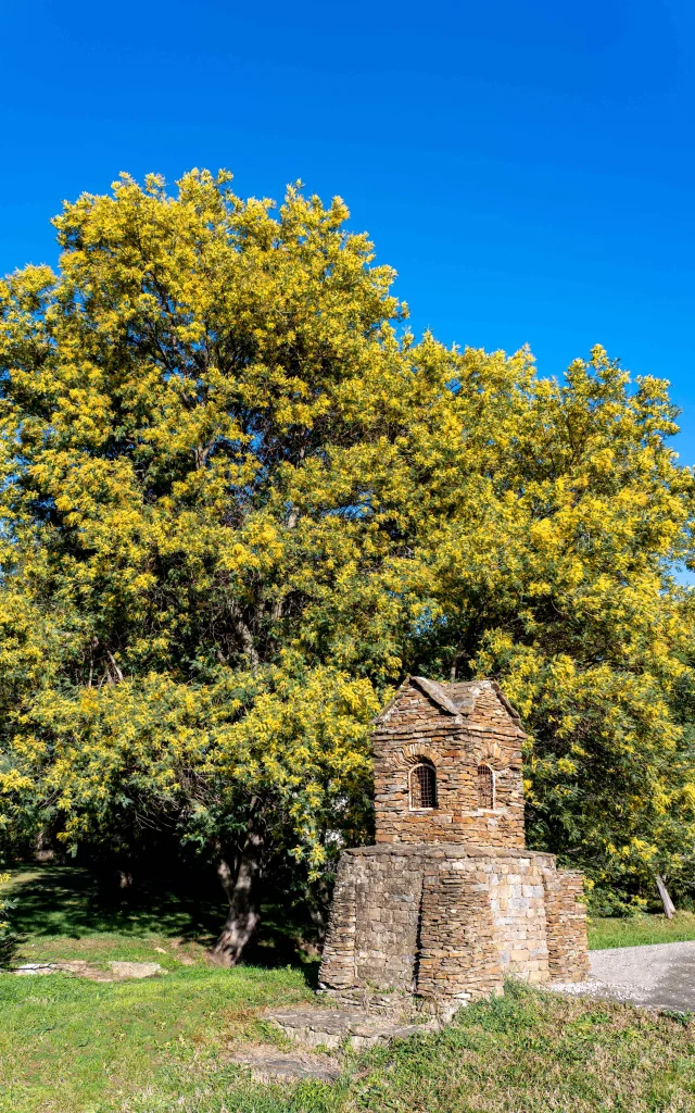 Mimosa Provence Grimaud Var 21