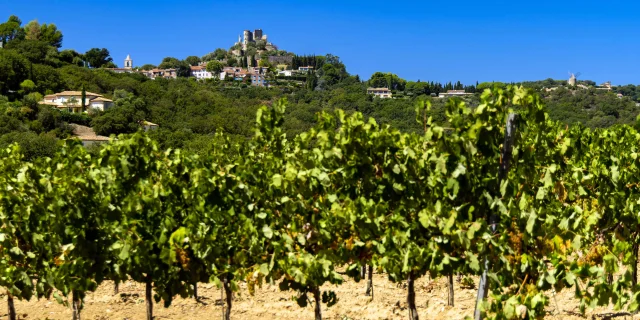 Vignoble Provence Grimaud Var 50