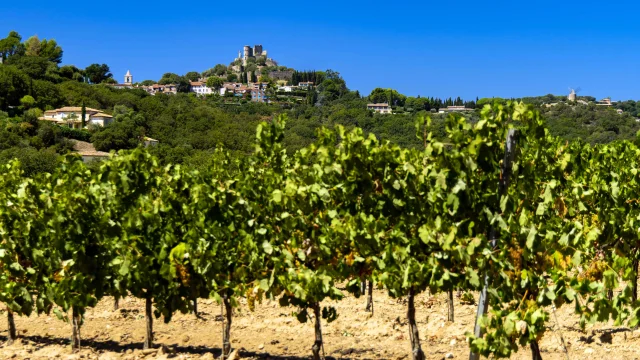 Vignoble Provence Grimaud Var 50